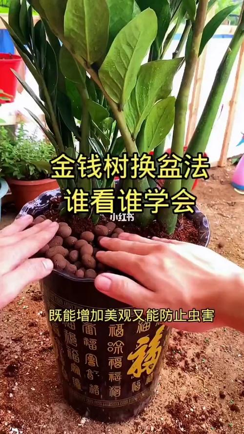 金钱树什么时候换盆好？金钱树什么时候换盆最合适？-第2张图片-优品飞百科