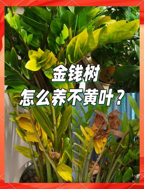 金钱树什么时候换盆好？金钱树什么时候换盆最合适？-第3张图片-优品飞百科