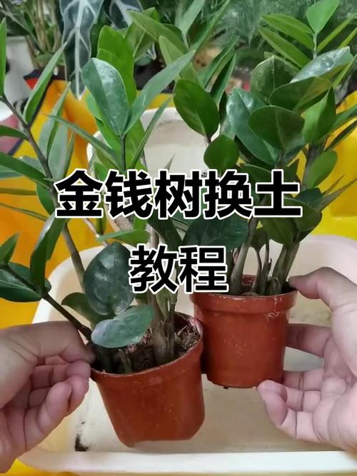 金钱树什么时候换盆好？金钱树什么时候换盆最合适？-第4张图片-优品飞百科