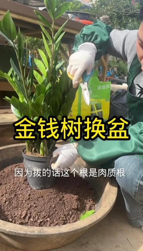 金钱树什么时候换盆好？金钱树什么时候换盆最合适？-第6张图片-优品飞百科