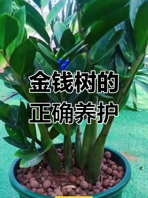 金钱树什么时候换盆好？金钱树什么时候换盆最合适？-第7张图片-优品飞百科