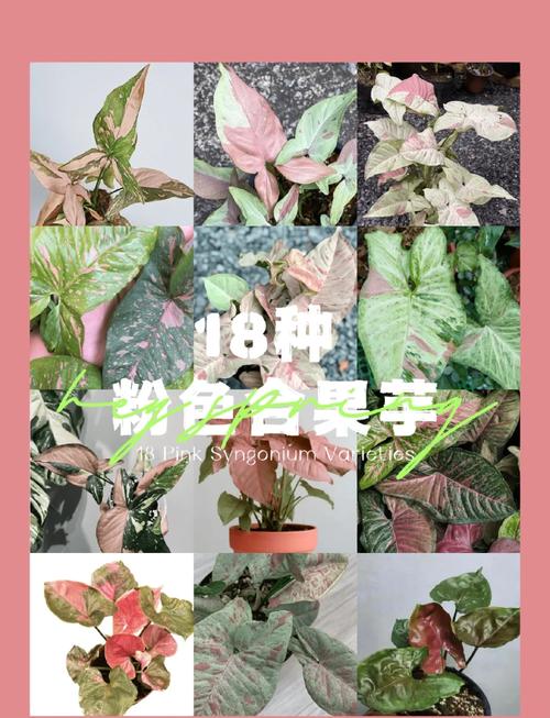 合果芋和绿萝的区别，绿植合果芋