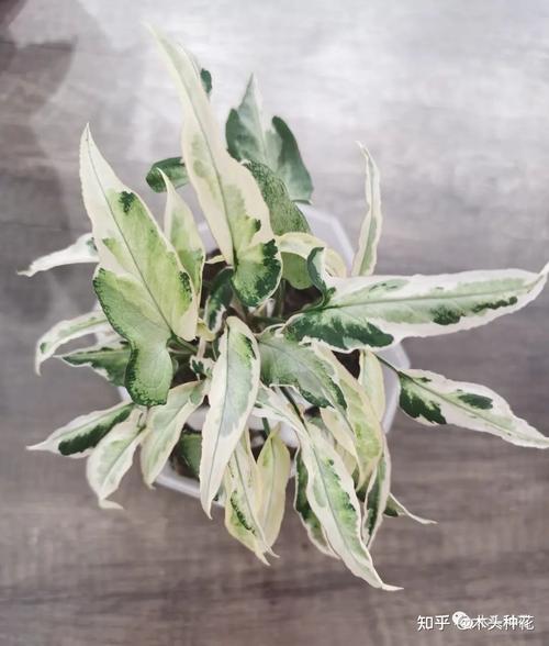 合果芋和绿萝的区别,绿植合果芋-第2张图片-优品飞百科 合果芋和绿萝的区别,绿植合果芋-第2张图片-优品飞百科