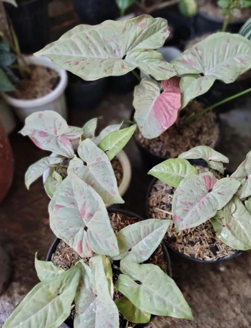 合果芋和绿萝的区别,绿植合果芋-第3张图片-优品飞百科 合果芋和绿萝的区别,绿植合果芋-第3张图片-优品飞百科