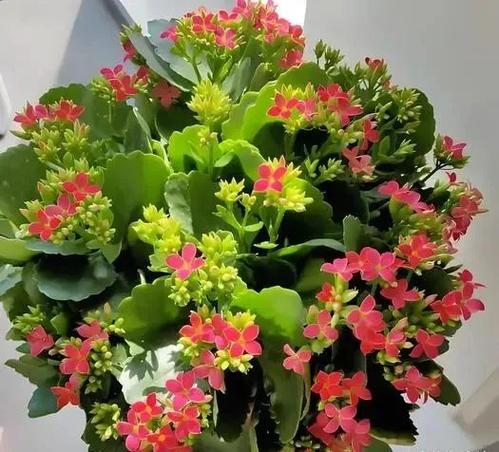 合果芋和绿萝的区别,绿植合果芋-第4张图片-优品飞百科 合果芋和绿萝的区别,绿植合果芋-第4张图片-优品飞百科