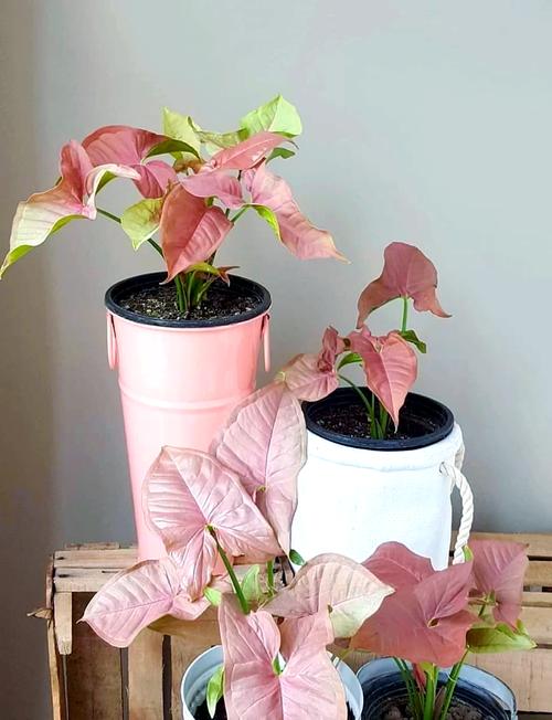 合果芋和绿萝的区别,绿植合果芋-第5张图片-优品飞百科 合果芋和绿萝的区别,绿植合果芋-第5张图片-优品飞百科