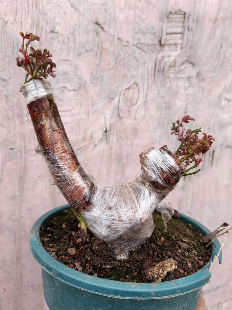 月季花嫁接方法，月季花嫁接失败的经验？-第2张图片-优品飞百科