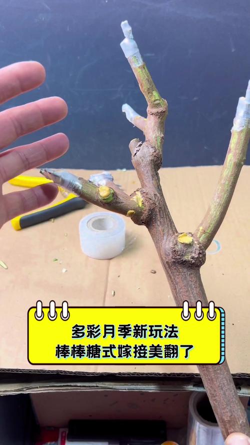 月季花嫁接方法，月季花嫁接失败的经验？-第3张图片-优品飞百科