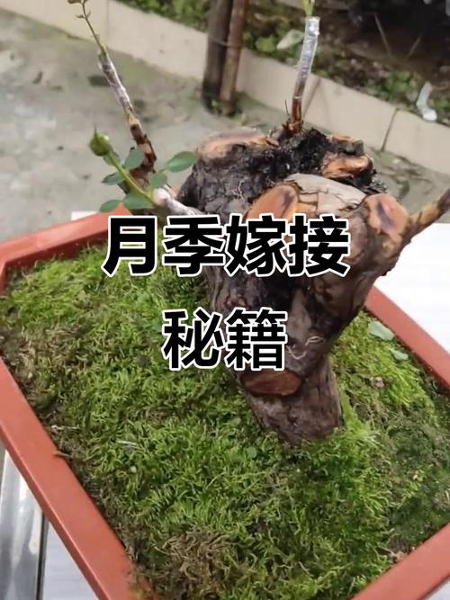 月季花嫁接方法，月季花嫁接失败的经验？-第4张图片-优品飞百科