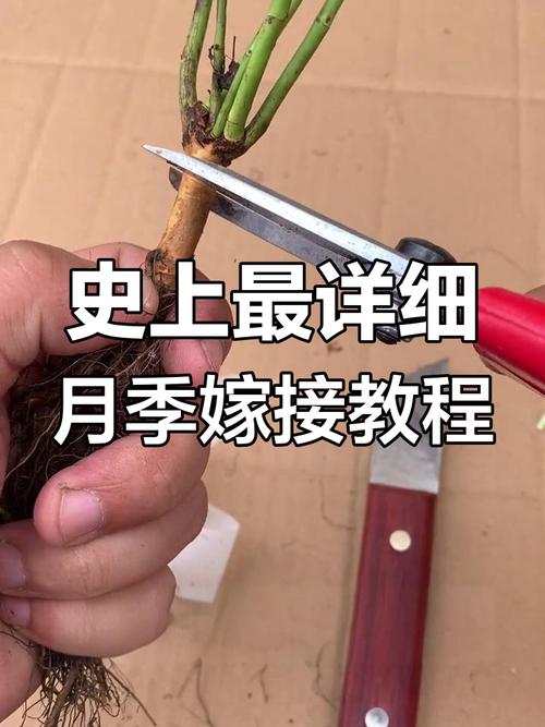 月季花嫁接方法，月季花嫁接失败的经验？-第5张图片-优品飞百科
