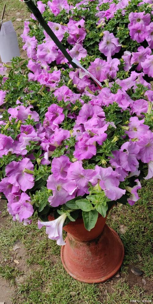 紫茉莉的种植方法，紫茉莉的种植方法和注意事项-第2张图片-优品飞百科