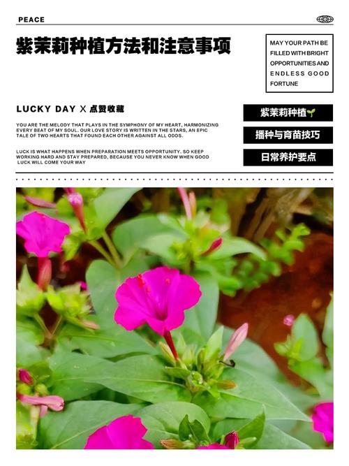 紫茉莉的种植方法，紫茉莉的种植方法和注意事项-第3张图片-优品飞百科