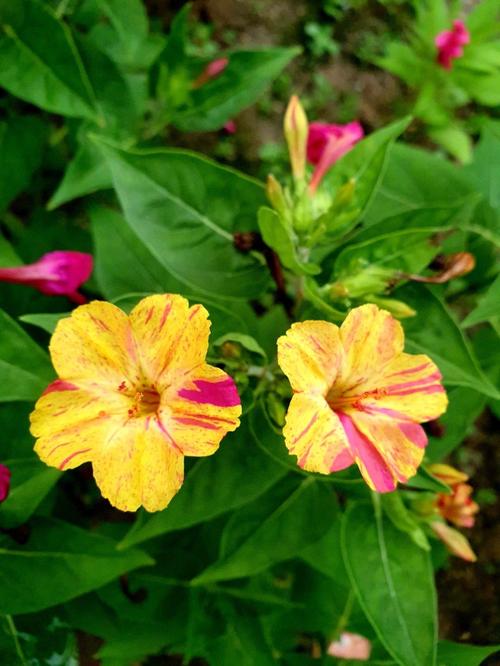 紫茉莉的种植方法，紫茉莉的种植方法和注意事项-第4张图片-优品飞百科