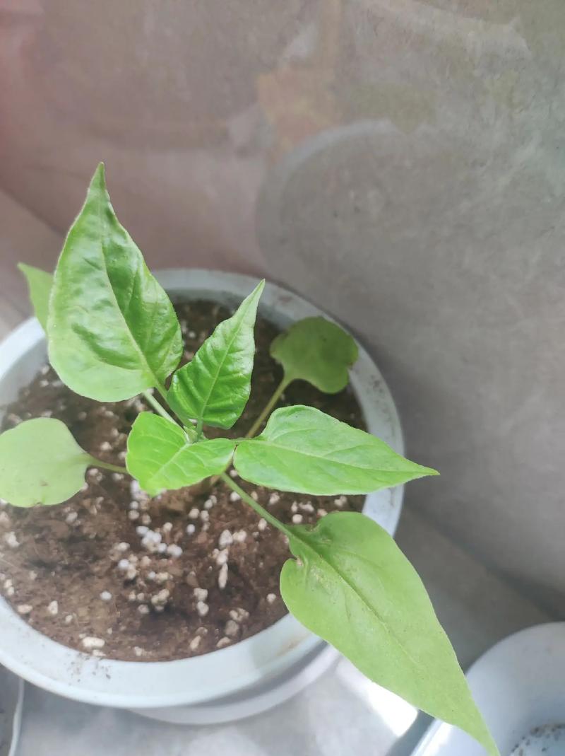 紫茉莉的种植方法，紫茉莉的种植方法和注意事项-第5张图片-优品飞百科