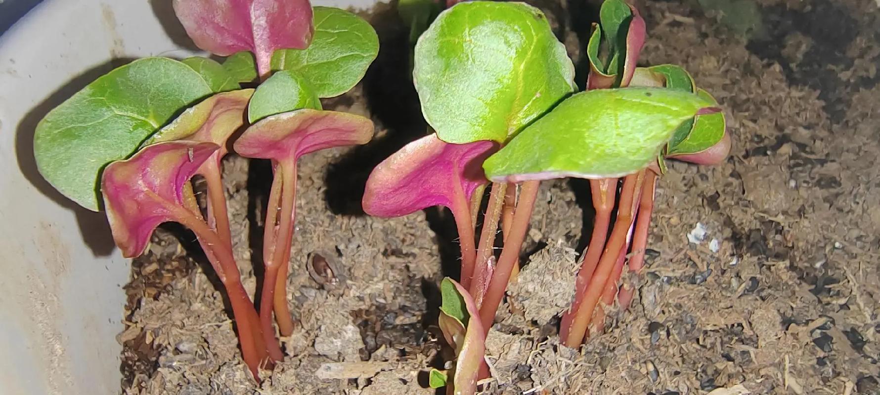 紫茉莉的种植方法，紫茉莉的种植方法和注意事项-第6张图片-优品飞百科