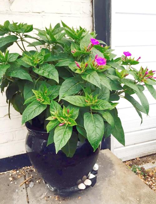 紫茉莉的种植方法，紫茉莉的种植方法和注意事项-第7张图片-优品飞百科