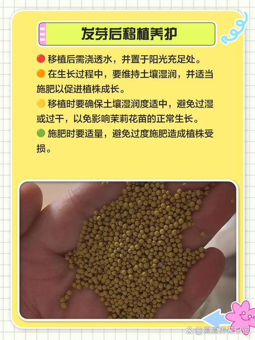 紫茉莉的种植方法，紫茉莉的种植方法和注意事项-第8张图片-优品飞百科