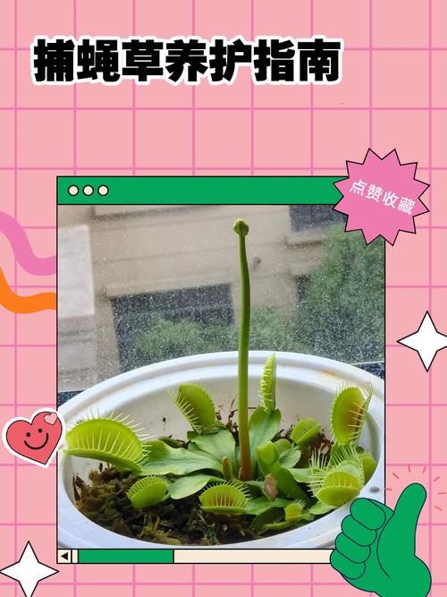 捕蝇草可以土栽培么，用什么土最合适，捕蝇草可以用什么土种-第2张图片-优品飞百科