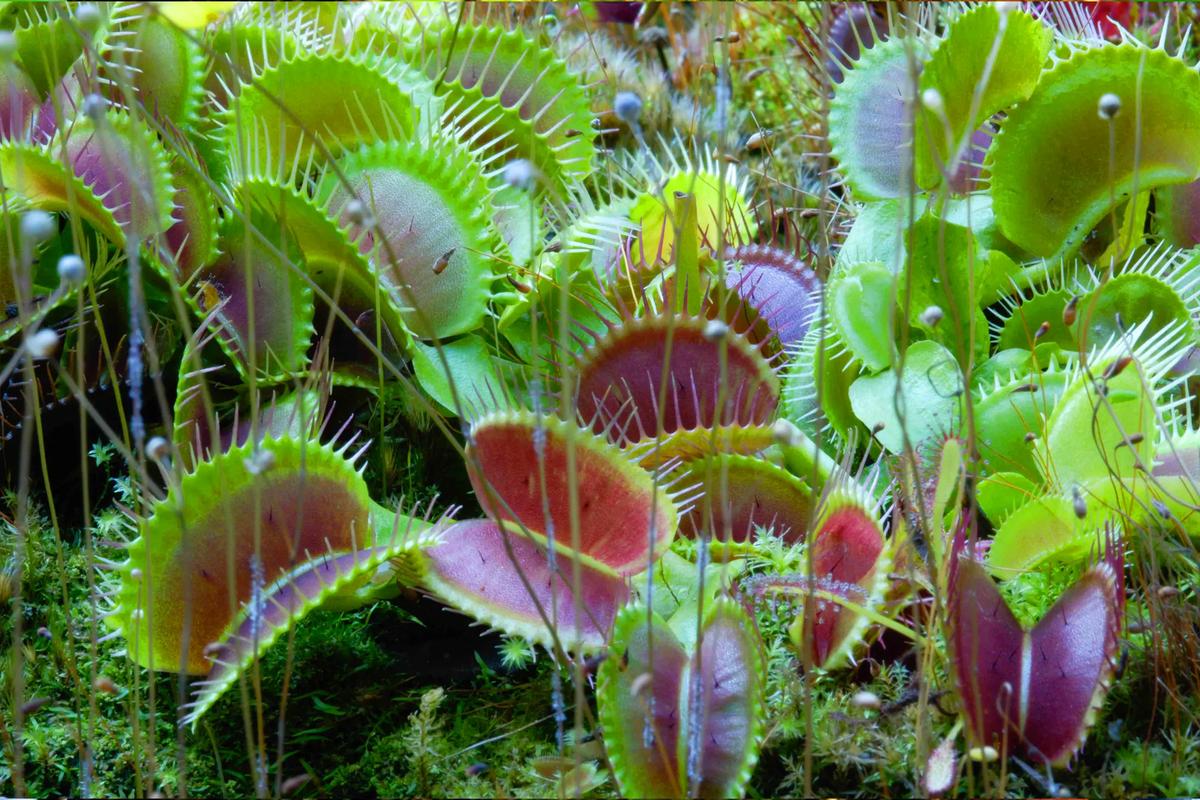 捕蝇草可以土栽培么，用什么土最合适，捕蝇草可以用什么土种-第3张图片-优品飞百科