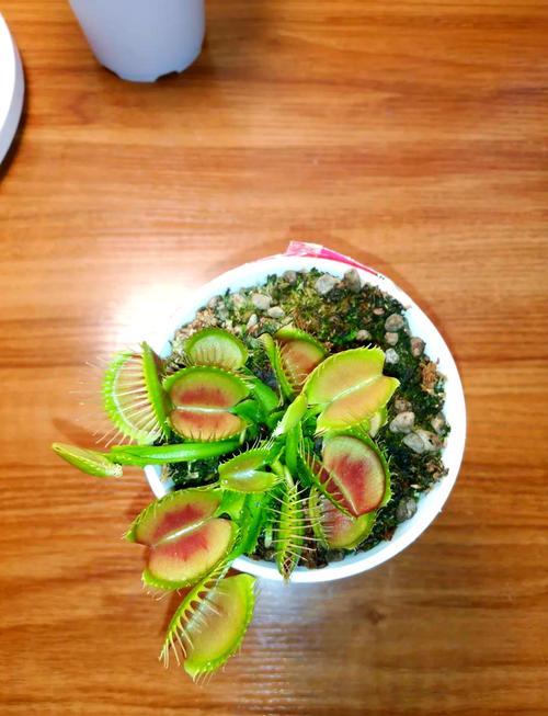 捕蝇草可以土栽培么，用什么土最合适，捕蝇草可以用什么土种-第4张图片-优品飞百科