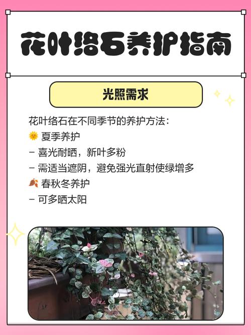 花叶络石怎么养，水培花叶络石怎么养？-第2张图片-优品飞百科