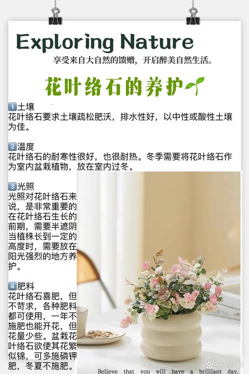 花叶络石怎么养，水培花叶络石怎么养？-第3张图片-优品飞百科