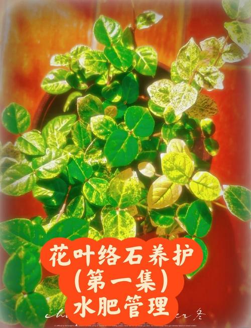 花叶络石怎么养，水培花叶络石怎么养？-第4张图片-优品飞百科