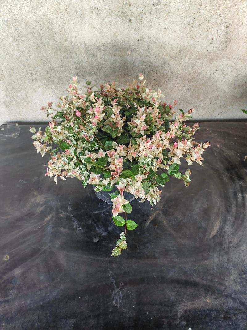 花叶络石怎么养，水培花叶络石怎么养？-第5张图片-优品飞百科