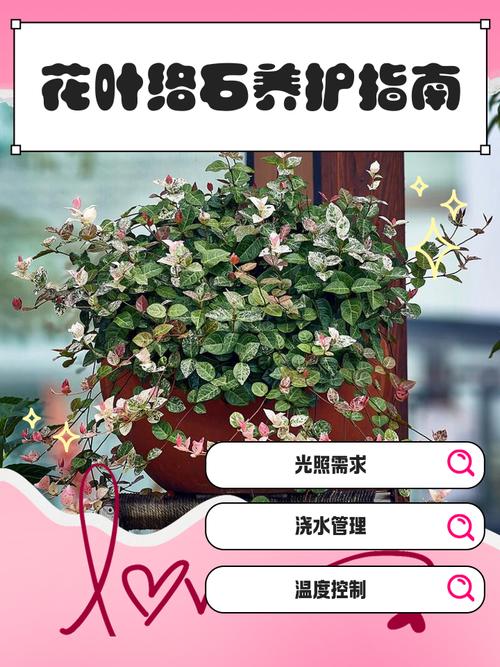 花叶络石怎么养，水培花叶络石怎么养？-第6张图片-优品飞百科