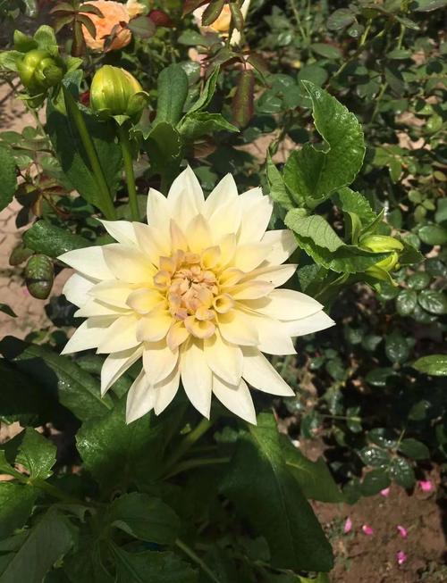 大丽花一年开几次花，大丽花一年开几季花