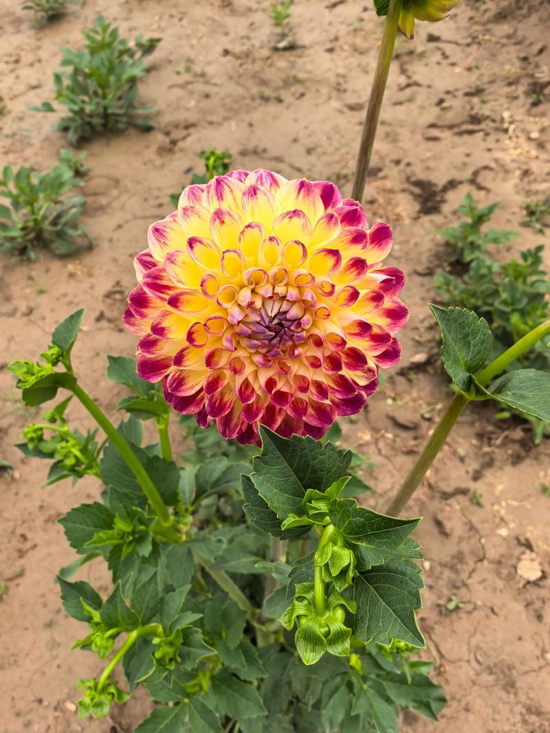 大丽花一年开几次花，大丽花一年开几季花-第2张图片-优品飞百科