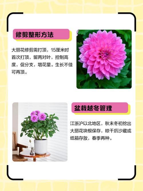 大丽花一年开几次花，大丽花一年开几季花-第3张图片-优品飞百科