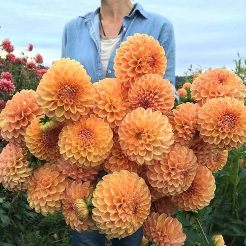 大丽花一年开几次花，大丽花一年开几季花-第4张图片-优品飞百科