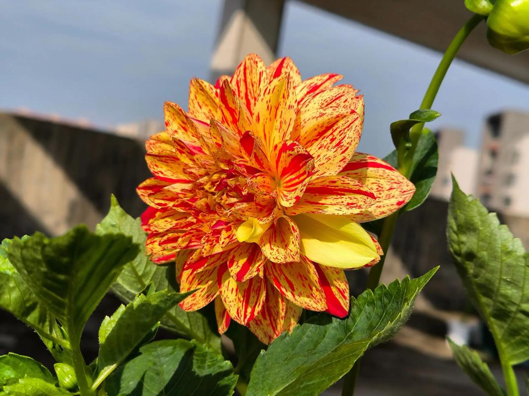 大丽花一年开几次花，大丽花一年开几季花-第5张图片-优品飞百科