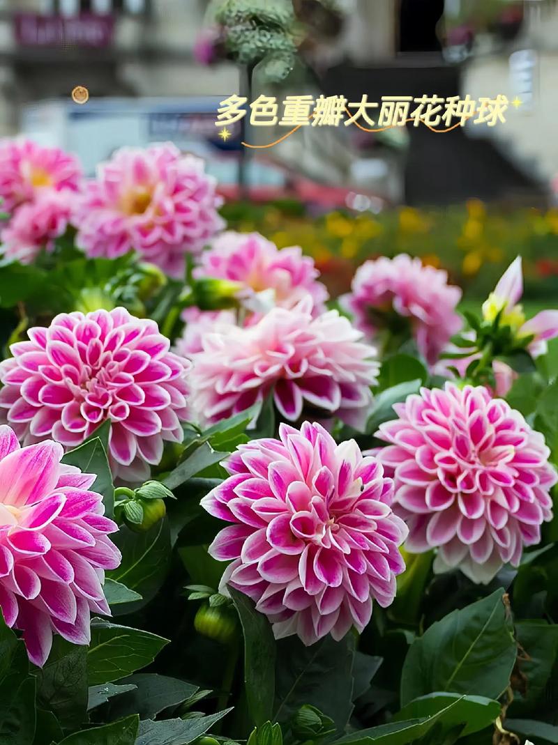 大丽花一年开几次花，大丽花一年开几季花-第6张图片-优品飞百科