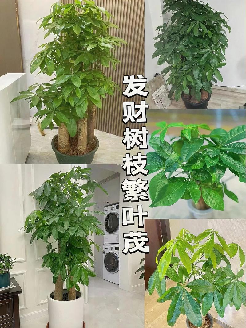 发财树春天施肥方法，发财树春季怎样施肥-第1张图片-优品飞百科
