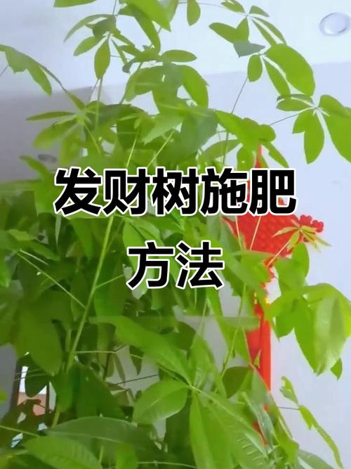 发财树春天施肥方法，发财树春季怎样施肥-第2张图片-优品飞百科