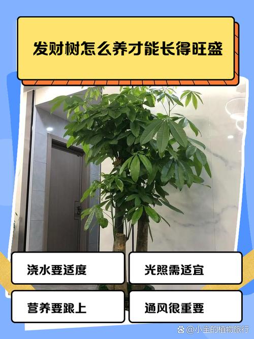 发财树春天施肥方法，发财树春季怎样施肥-第3张图片-优品飞百科