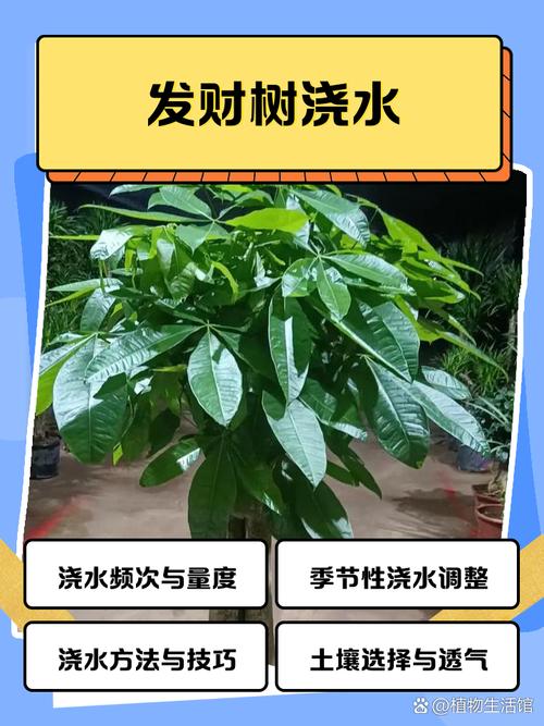 发财树春天施肥方法，发财树春季怎样施肥-第4张图片-优品飞百科