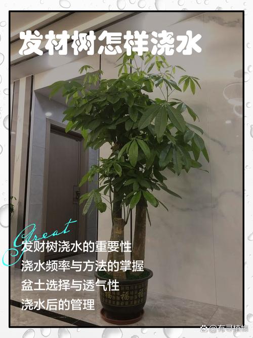 发财树春天施肥方法，发财树春季怎样施肥-第5张图片-优品飞百科