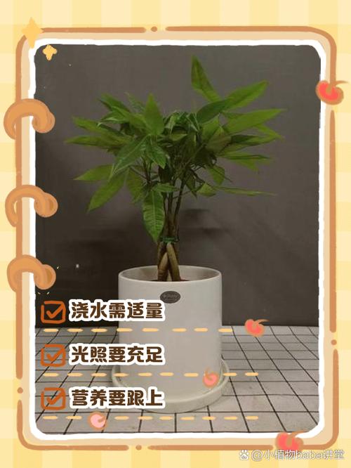 发财树春天施肥方法，发财树春季怎样施肥-第7张图片-优品飞百科