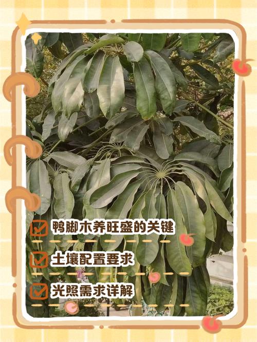 鸭掌木怎么养长的好？鸭掌木怎么养才能枝繁叶茂？