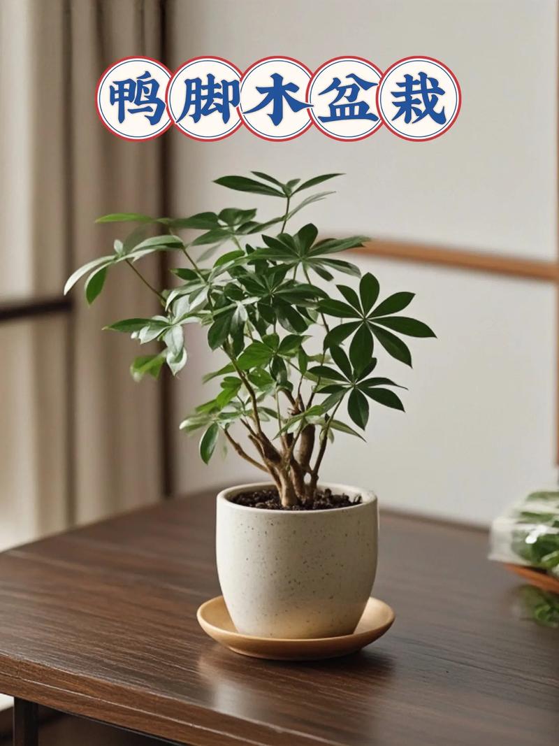 鸭掌木怎么养长的好?鸭掌木怎么养才能枝繁叶茂?-第2张图片-优品飞百科 鸭掌木怎么养长的好?鸭掌木怎么养才能枝繁叶茂?-第2张图片-优品飞百科