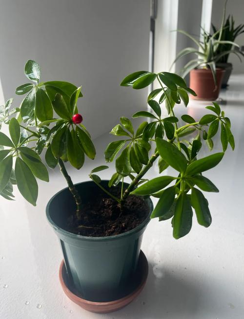 鸭掌木怎么养长的好?鸭掌木怎么养才能枝繁叶茂?-第3张图片-优品飞百科 鸭掌木怎么养长的好?鸭掌木怎么养才能枝繁叶茂?-第3张图片-优品飞百科
