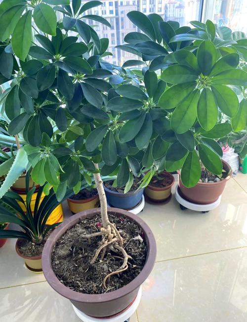 鸭掌木怎么养长的好?鸭掌木怎么养才能枝繁叶茂?-第4张图片-优品飞百科 鸭掌木怎么养长的好?鸭掌木怎么养才能枝繁叶茂?-第4张图片-优品飞百科