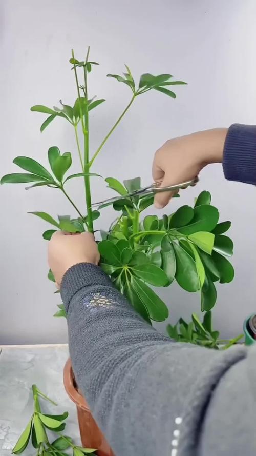鸭掌木怎么养长的好?鸭掌木怎么养才能枝繁叶茂?-第5张图片-优品飞百科 鸭掌木怎么养长的好?鸭掌木怎么养才能枝繁叶茂?-第5张图片-优品飞百科