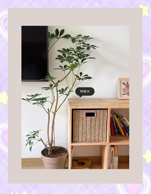 鸭掌木怎么养长的好?鸭掌木怎么养才能枝繁叶茂?-第6张图片-优品飞百科 鸭掌木怎么养长的好?鸭掌木怎么养才能枝繁叶茂?-第6张图片-优品飞百科