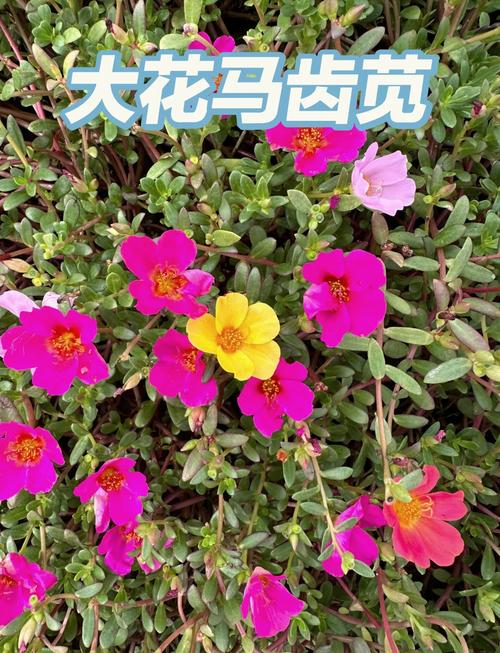 大花马齿苋的养殖方法，大花马齿苋的最佳食用方法？-第3张图片-优品飞百科