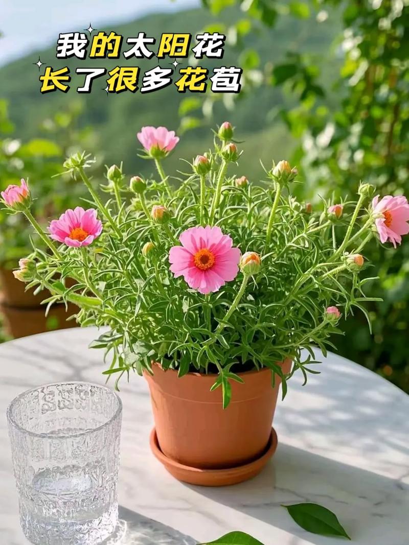 大花马齿苋的养殖方法，大花马齿苋的最佳食用方法？-第6张图片-优品飞百科