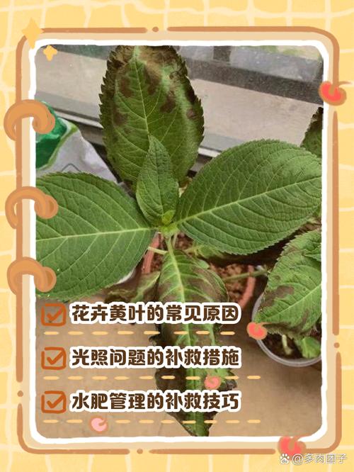 油菜花黄叶的原因和处理办法？油菜花又黄了？